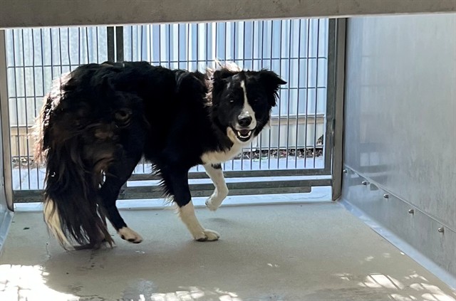 Rocky, a Border Collie, available for adoption