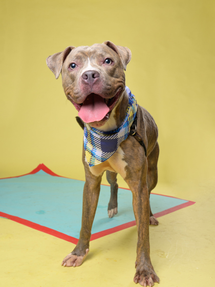 Bo Handsome, a Pit Bull Terrier, available for adoption