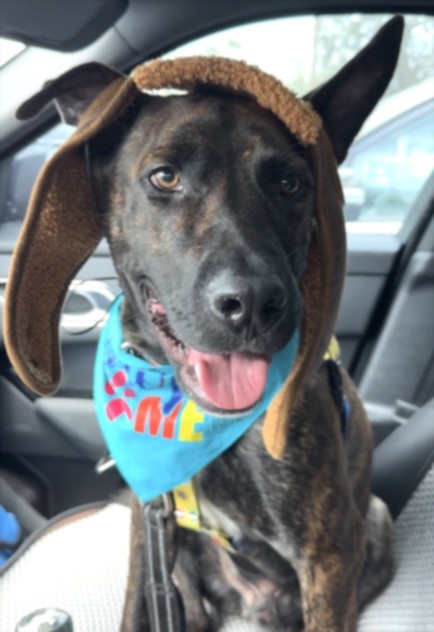 Felix, a American Staffordshire Terrier, available for adoption