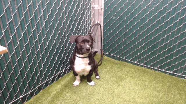 Boots, a Pit Bull Terrier, available for adoption