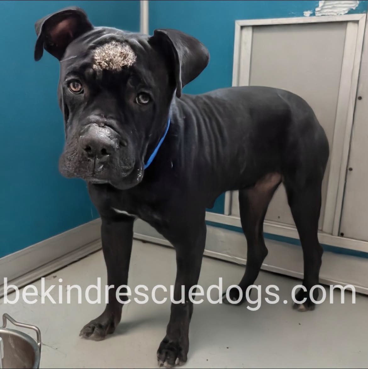 A478271, a American Staffordshire Terrier, available for adoption