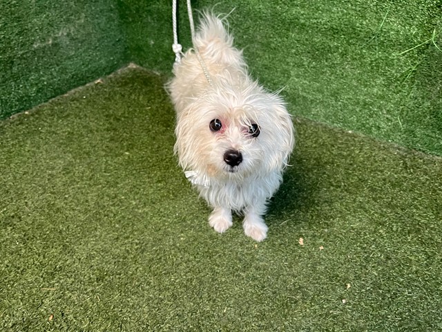 A5791184, a Maltese, available for adoption