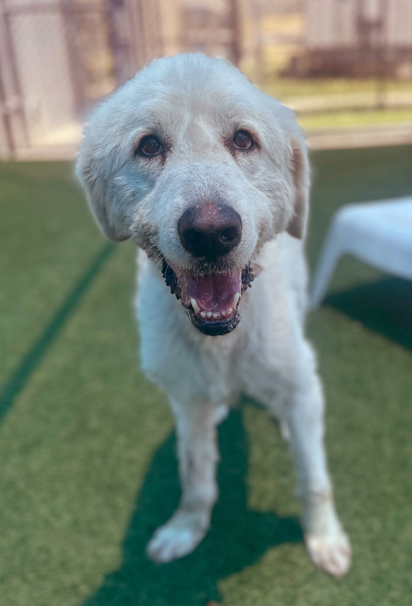 Dyse, a Akbash (mix breed), available for adoption