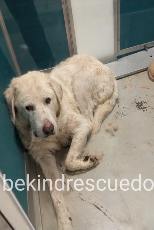 A478520, a Great Pyrenees, available for adoption