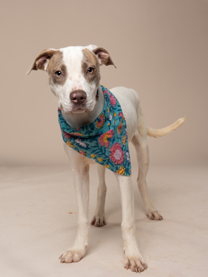 Dela, a American Staffordshire Terrier, available for adoption
