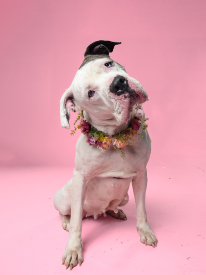Zinnia, a American Staffordshire Terrier, available for adoption
