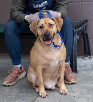 Hobo, a American Staffordshire Terrier (mix breed), available for adoption