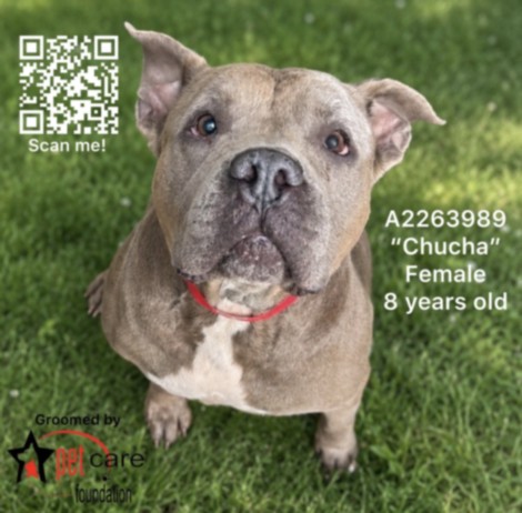 Chucha, a Pit Bull Terrier, available for adoption