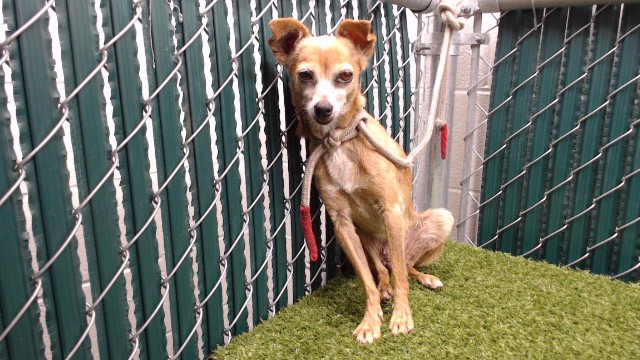 Jenna, a Chihuahua, available for adoption