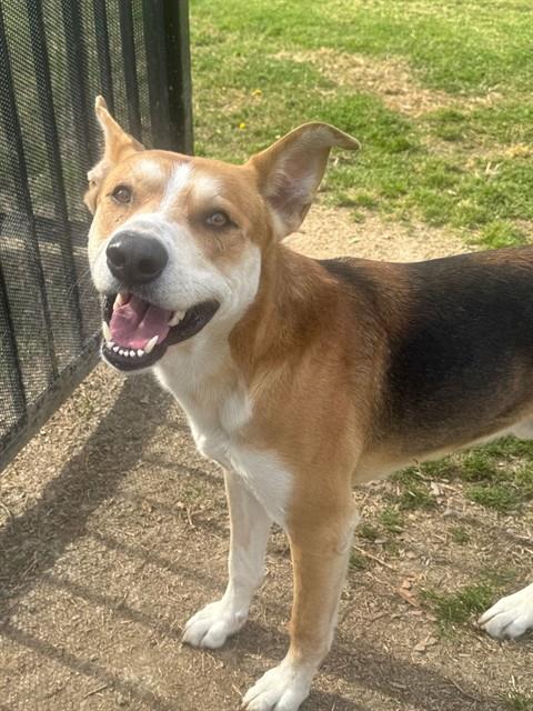 Ryder, a Shepherd (mix breed), available for adoption