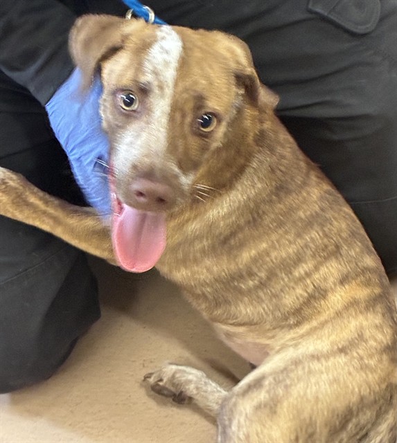 Autumn, a Terrier (mix breed), available for adoption