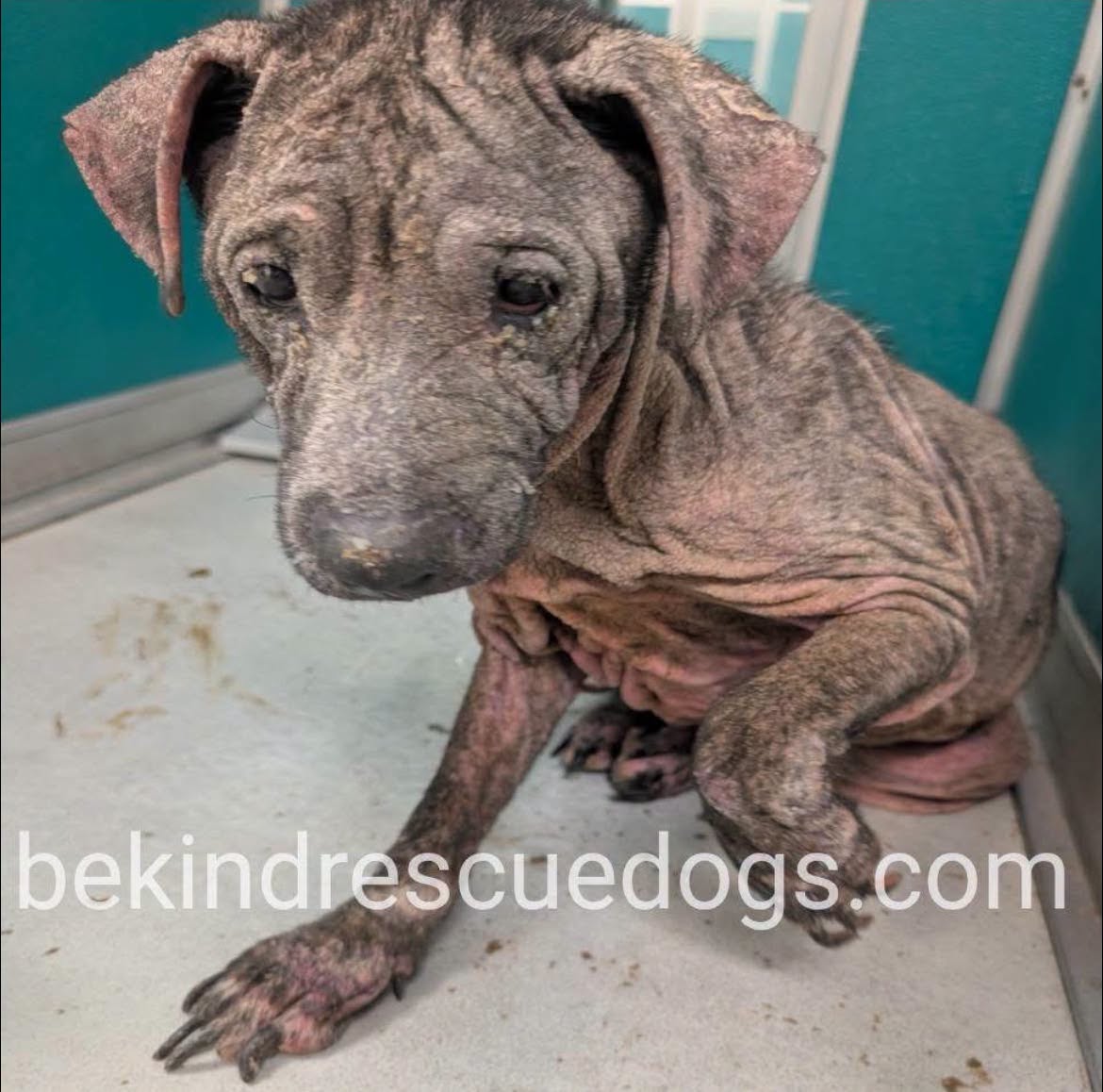 A478493, a Labrador Retriever, available for adoption