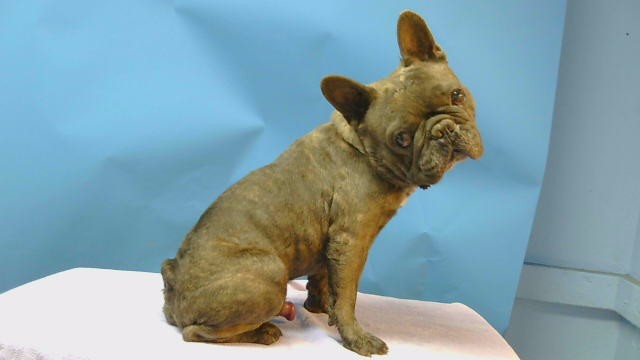 A5792748, a French Bulldog, available for adoption