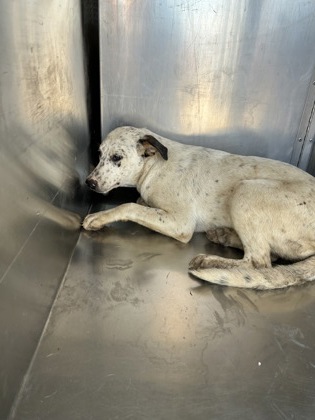 Snow White, a Pit Bull Terrier (mix breed), available for adoption