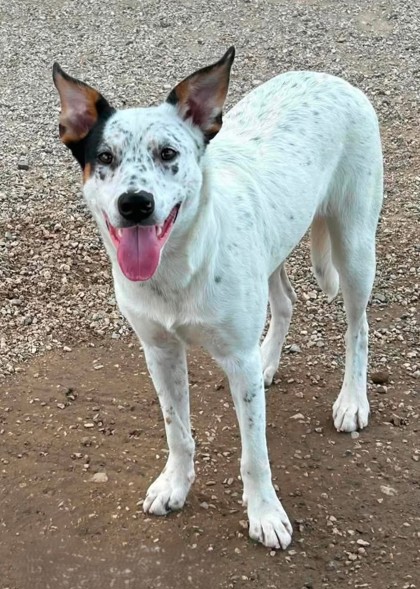 Snow White, a Pit Bull Terrier (mix breed), available for adoption