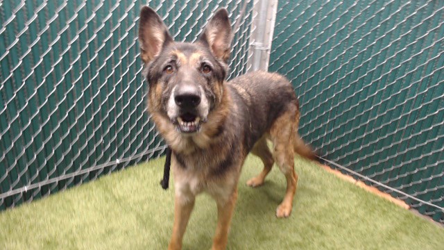 Max, a German Shepherd, available for adoption