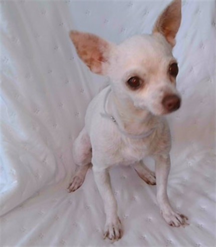 A5793236, a Chihuahua, available for adoption