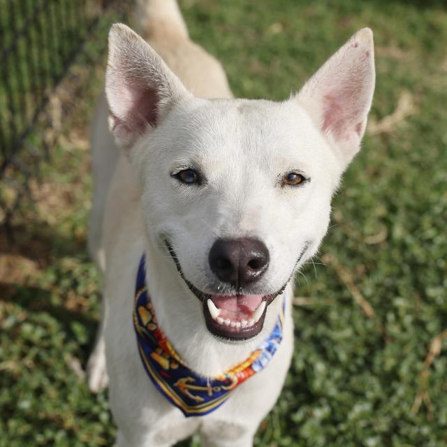 Billy, a Shepherd (mix breed), available for adoption