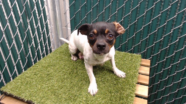 Paula, a Chihuahua, available for adoption
