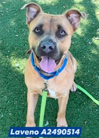 Laveno, a Black Mouth Cur, available for adoption