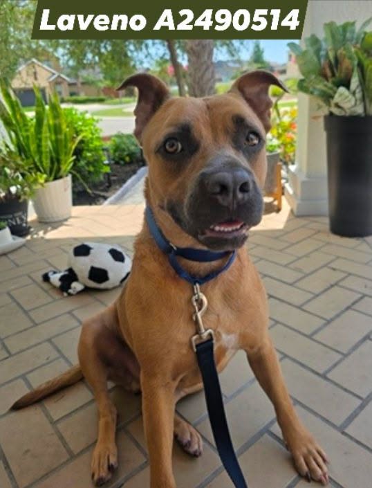 Laveno, a Black Mouth Cur, available for adoption