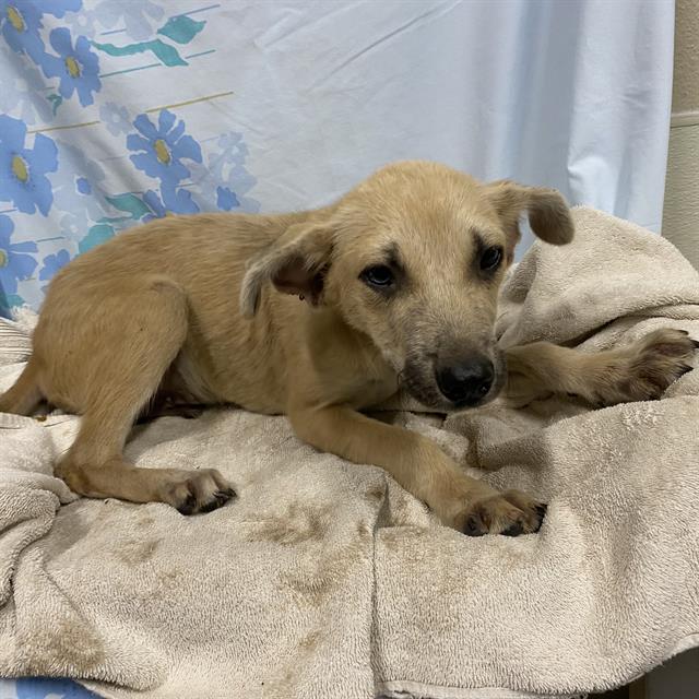 Donny, a German Shepherd, available for adoption