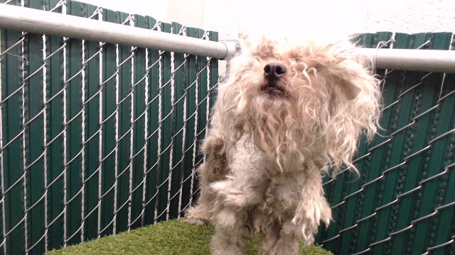A5794023, a Poodle, available for adoption