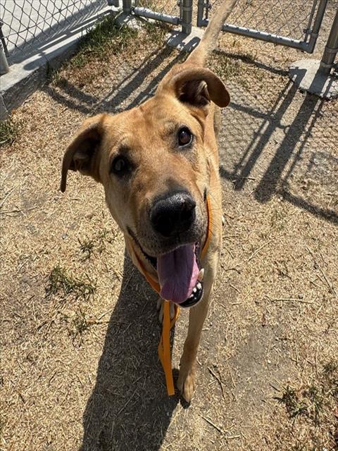 Adoptable pet photo