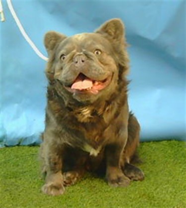 Adoptable pet photo