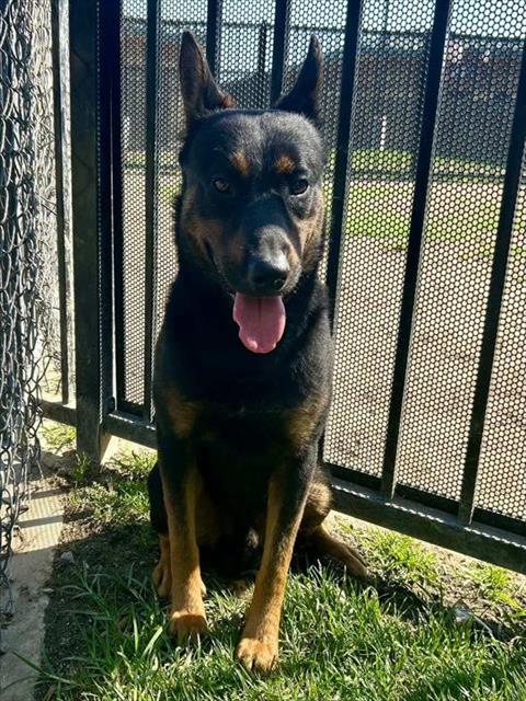 Adoptable pet photo