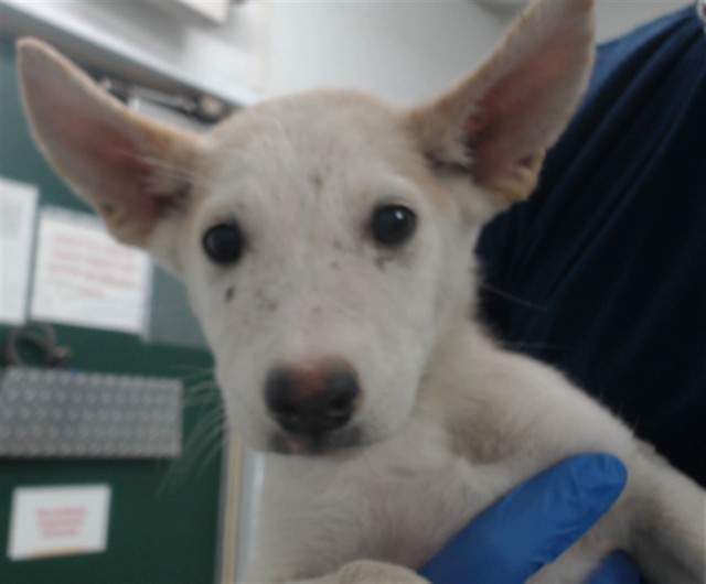Adoptable pet photo