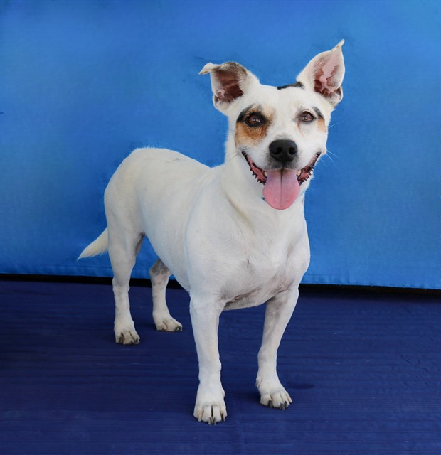 Ghost, a Jack Russell Terrier, available for adoption