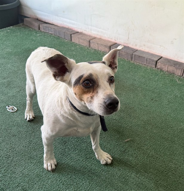 Adoptable pet photo