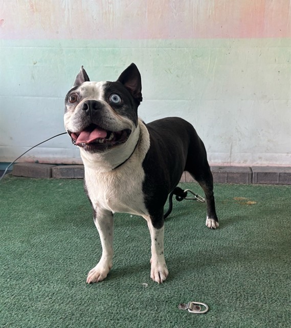 Adoptable pet photo