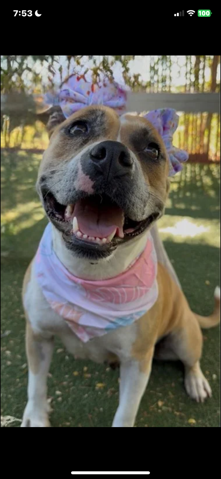 Gladys, a Pit Bull Terrier, available for adoption
