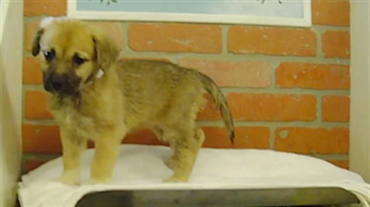Adoptable pet photo