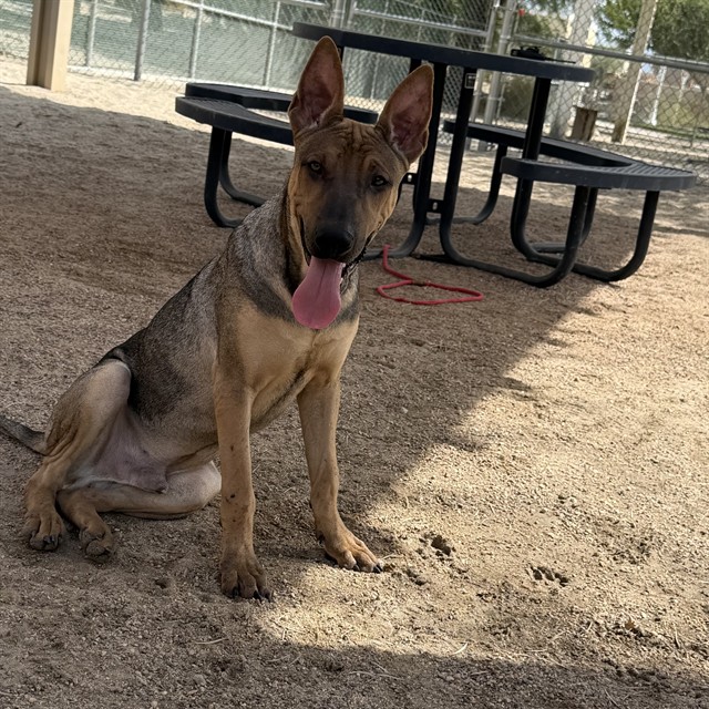 Junior, a Belgian Shepherd Malinois (mix breed), available for adoption