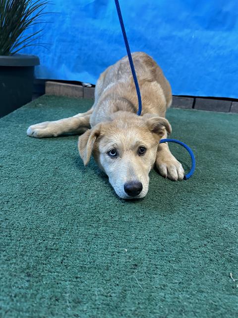 Nala, a Belgian Shepherd Malinois, available for adoption