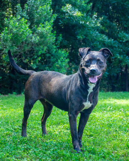 Vespa, a Pit Bull Terrier (mix breed), available for adoption