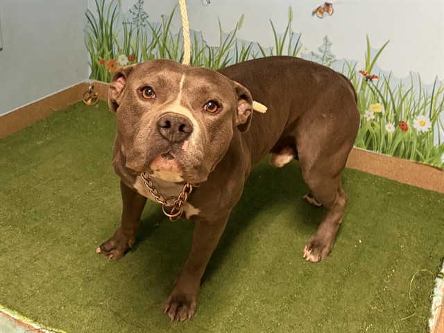 Bravo, a American Staffordshire Terrier, available for adoption