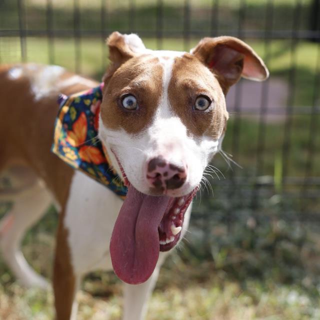 Nova, a Retriever, available for adoption