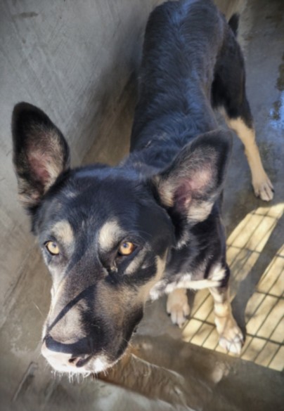 Doliver, a German Shepherd (mix breed), available for adoption