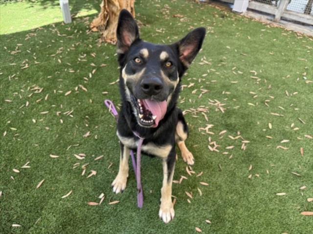 Doliver, a German Shepherd (mix breed), available for adoption