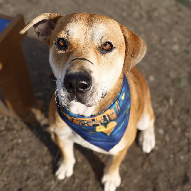 Rocko, a American Staffordshire Terrier, available for adoption