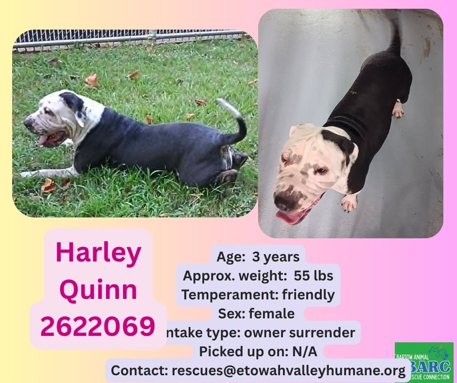 Harley Quinn, a Shar Pei, available for adoption