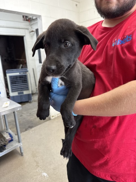 Oliver, a Pit Bull Terrier, available for adoption