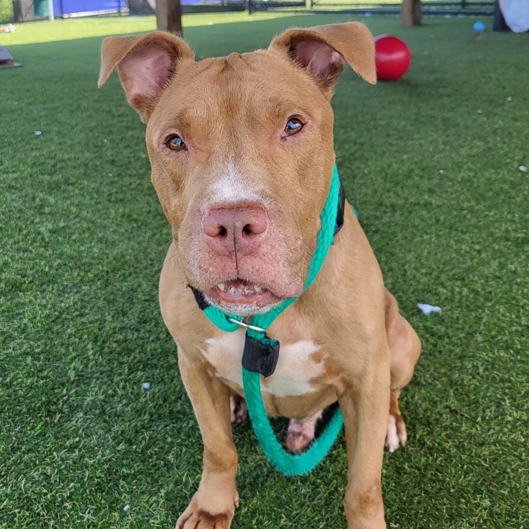 Kenobi, a Pit Bull Terrier, available for adoption