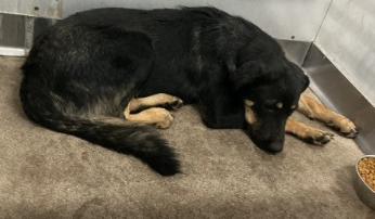 A597591, a German Shepherd, available for adoption