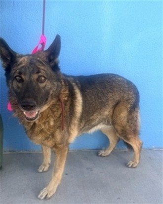 Queen, a German Shepherd, available for adoption