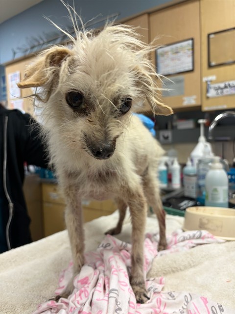 Gizmo, a Terrier (mix breed), available for adoption